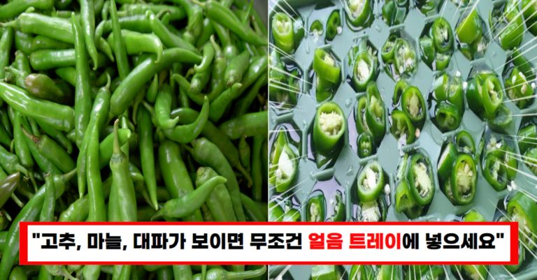 “청양고추 무조건 이렇게 보관하세요” 1년 내내 신선하게 먹습니다!