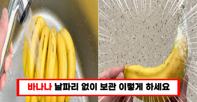 “바나나를 이틀이 아닌 2주 싱싱하게 보관하는 방법!”
