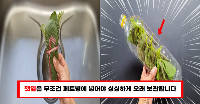 페트병에 깻잎을 넣으면 신선하게 보관하고 오래 먹을 수 있습니다!