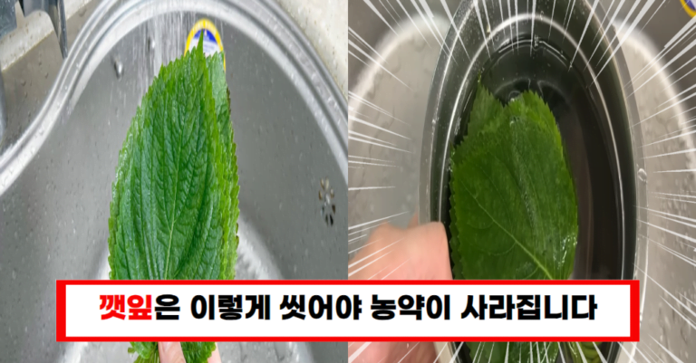 “깻잎 씻기, 농약 걱정 끝! 컵 하나로 몇 주간 싱싱하게 보관하는 방법”