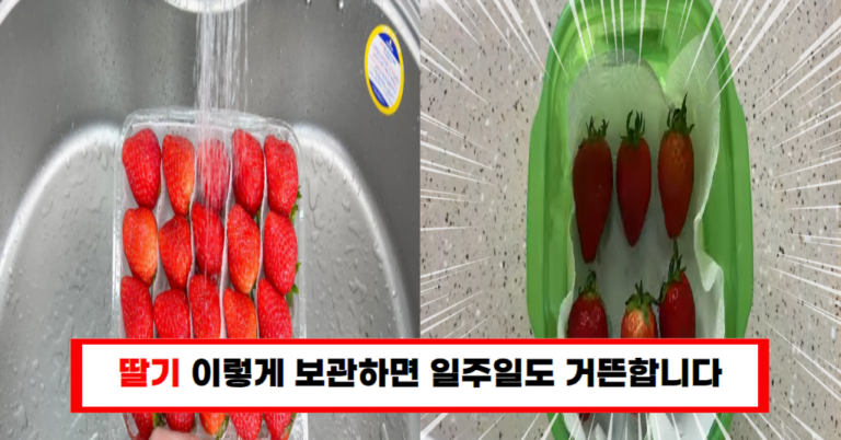 “딸기를 싱싱하게 유지하는 비결: 과일 가게 사장님의 곰팡이 방지 팁!”
