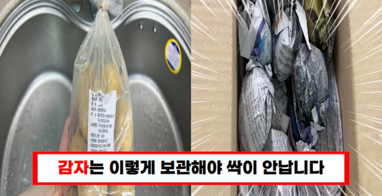 “감자 싹 방지 비법 공개! 마트 사장님이 알려준 깜짝 보관 팁”