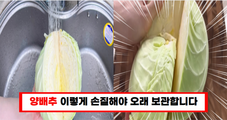 “양배추 보관 꿀팁 마트 사장님이 알려준 올바른 썰기와 보관법”
