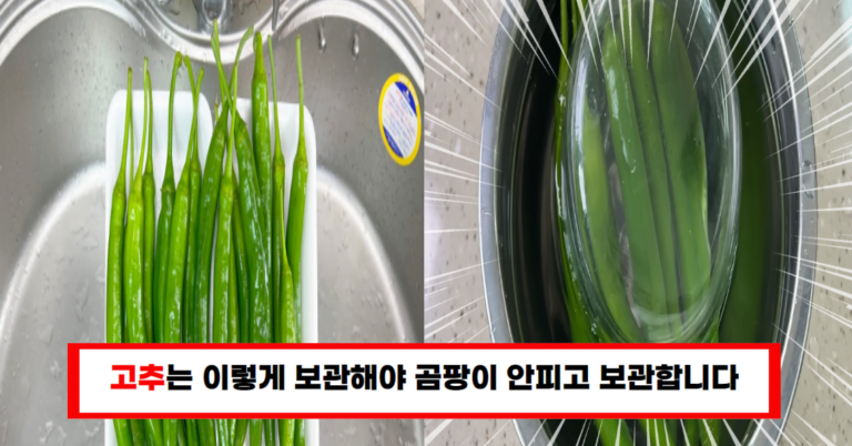 “고추 보관의 혁명 곰팡이 없이 신선하게, 마트 사장님이 알려준 비법!”