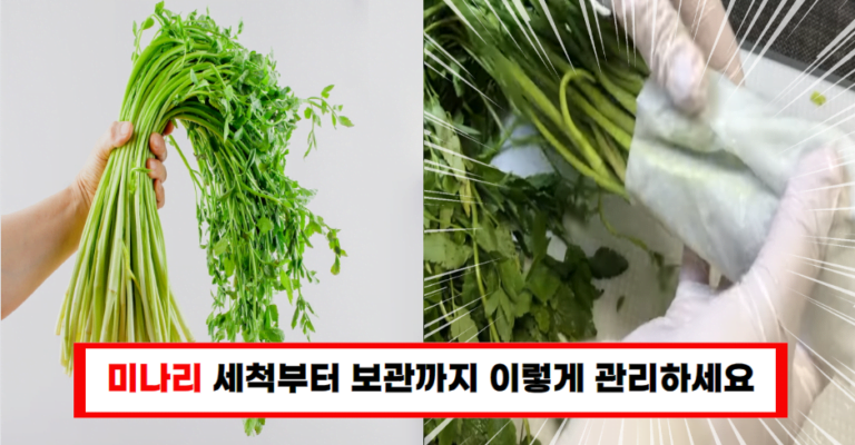 미나리, 오래도록 신선하게! 독소 배출을 돕는 최고의 세척 및 보관법”