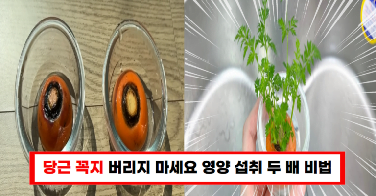 당근꼭지, 이렇게 먹으면 건강이 두 배! 사장님의 특별한 영양 섭취 비법