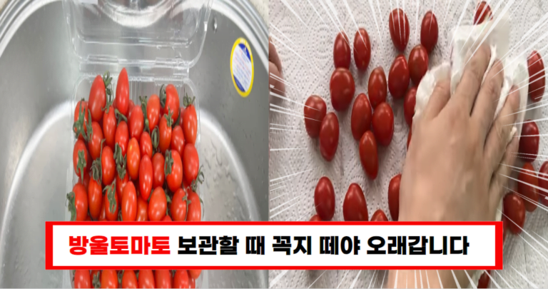 방울토마토 보관법 꼭지 떼고 저장하면 무르지 않는다고?