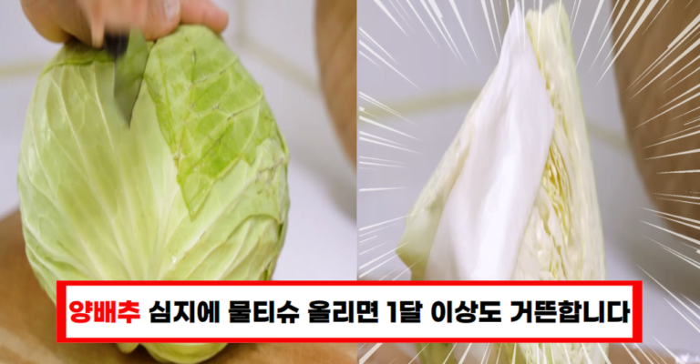 양배추 이렇게 자르면 한 달도 더 간다고? 배워보세요!