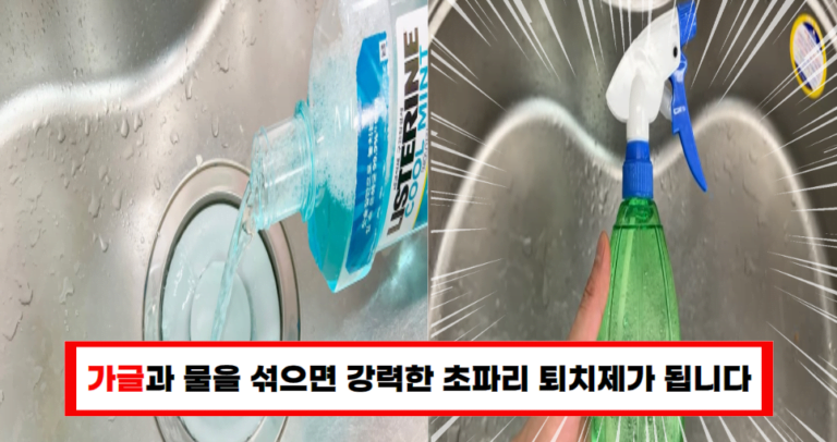 초파리 가글과 물로 쉽게 퇴치하는 효과적인 방법