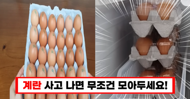 계란판 재활용 팁 집에서 활용하는 5가지 방법