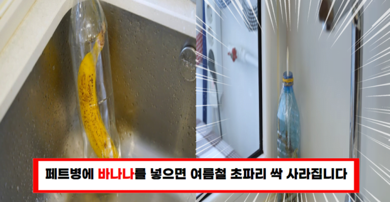 페트병과 바나나로 초파리 퇴치하는 간단한 방법