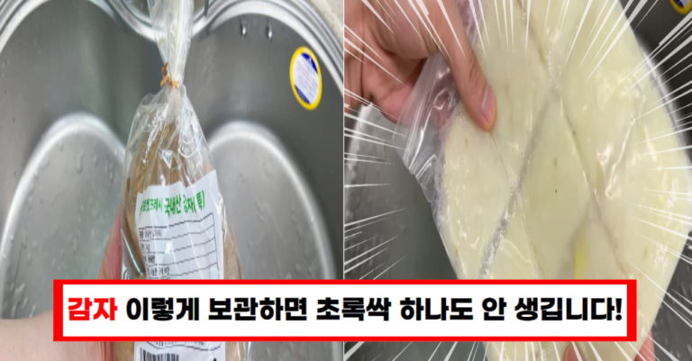 감자 보관의 모든 것 초록색 변질 걱정 끝!